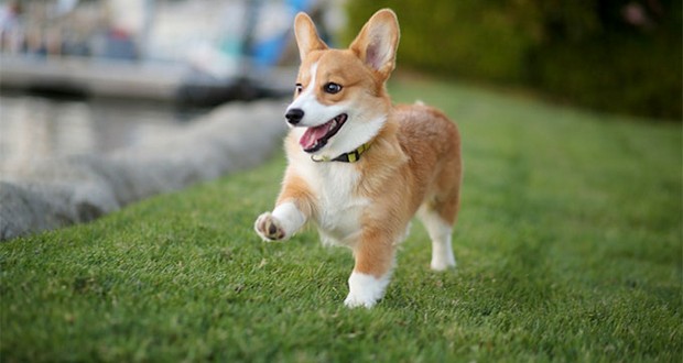Corgis
