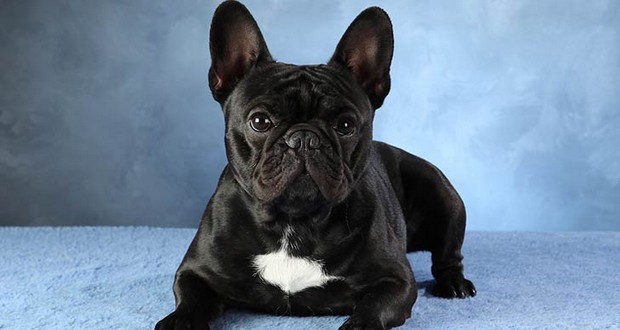 French Bulldogs