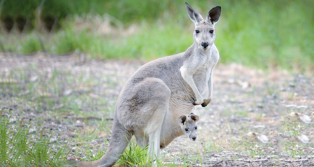 Female kangaroos