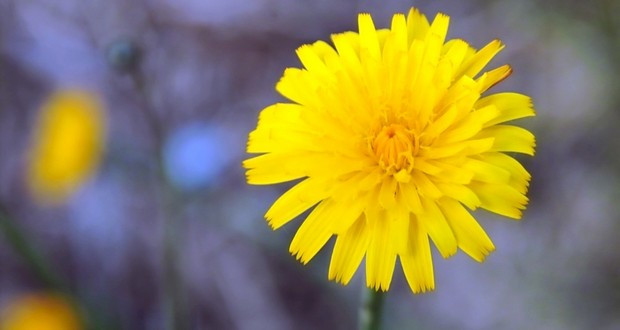Dandelion