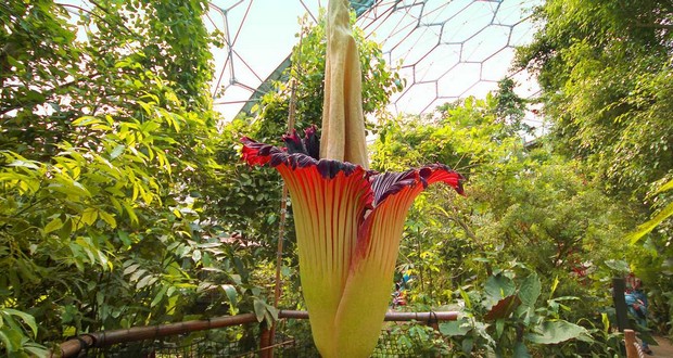 Titan Arum