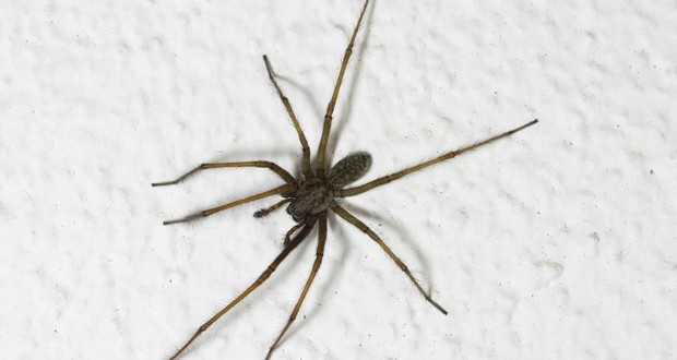Spider