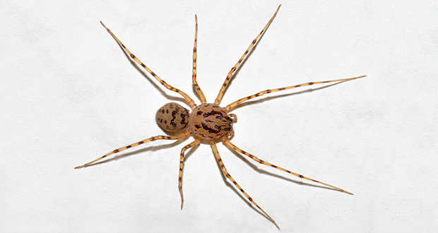 32.Spitting-spider.jpg