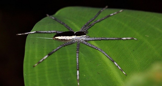 Nursery web spider
