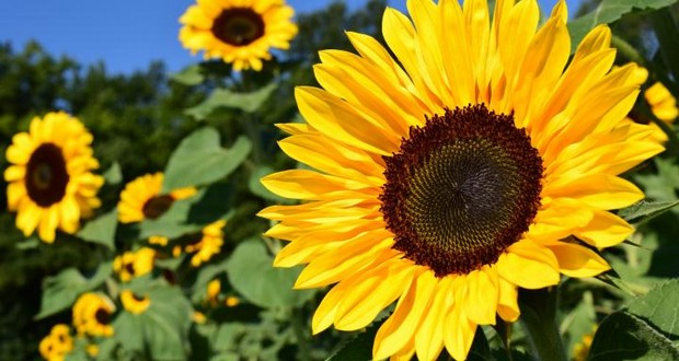 Sunflowers
