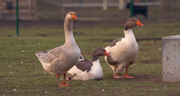 Goose