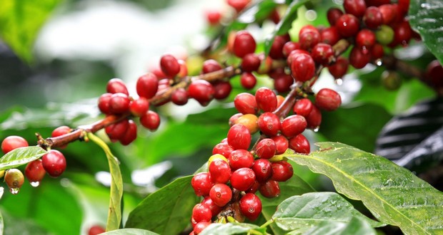 Coffee plants