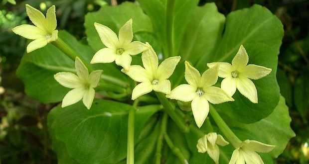 Alula flower