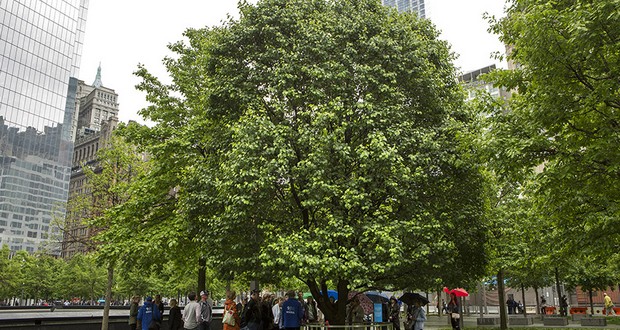 Survivor Tree