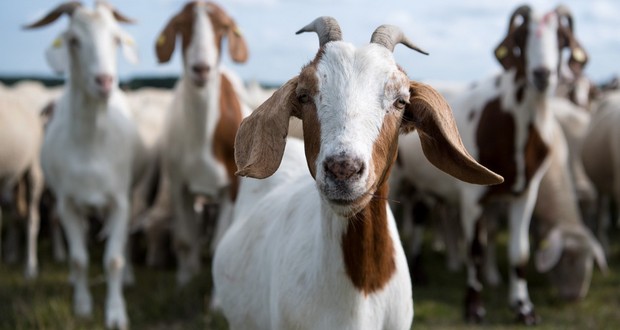Goats