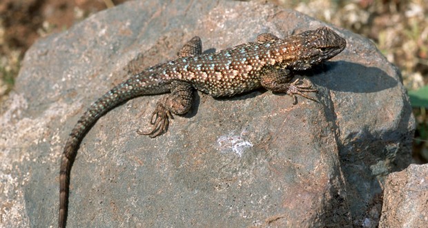 Western fence lizard