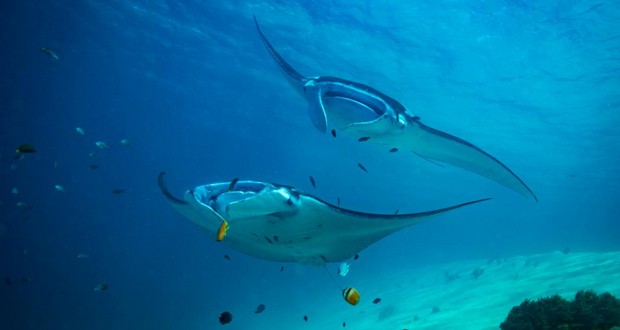 Manta rays
