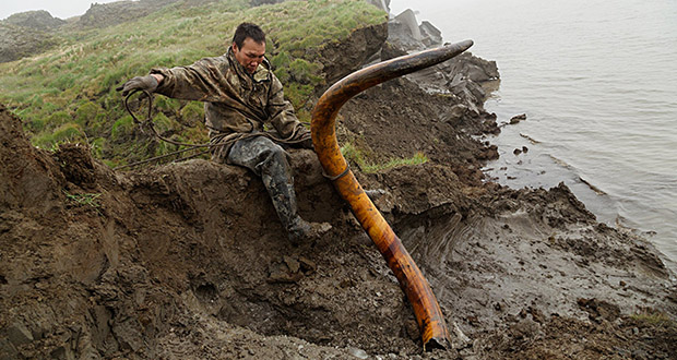 Mammoth Ivory