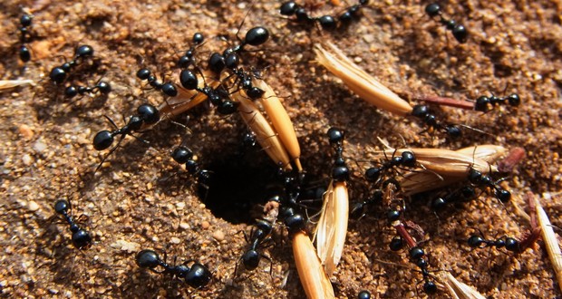 Ant Naps