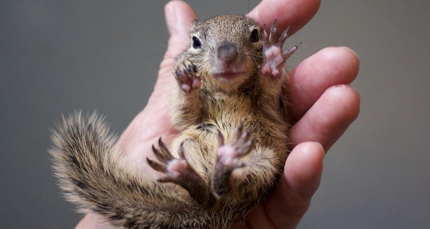 Baby squirrels