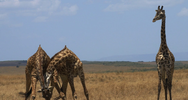 Giraffes 