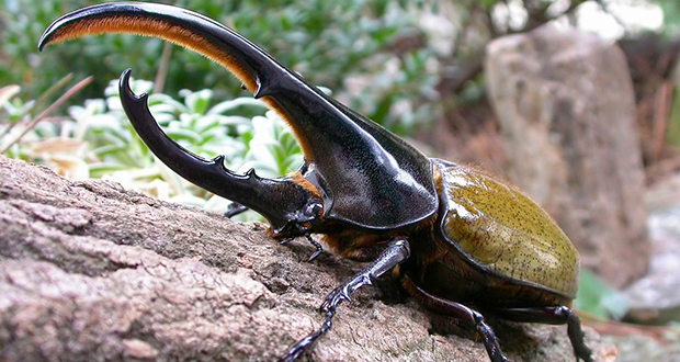 Hercules beetle