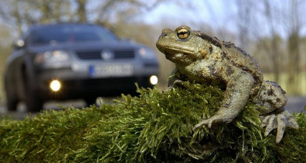 Annual toad migration