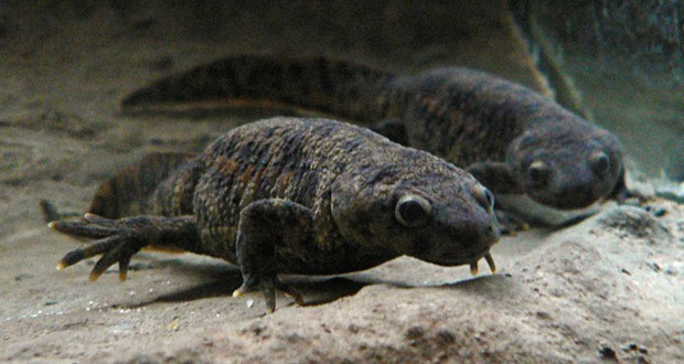 Iberian Ribbed Newt