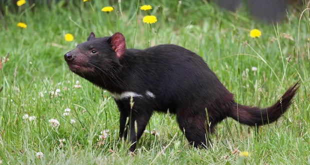 Tasmanian Devil