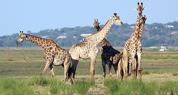 Giraffes