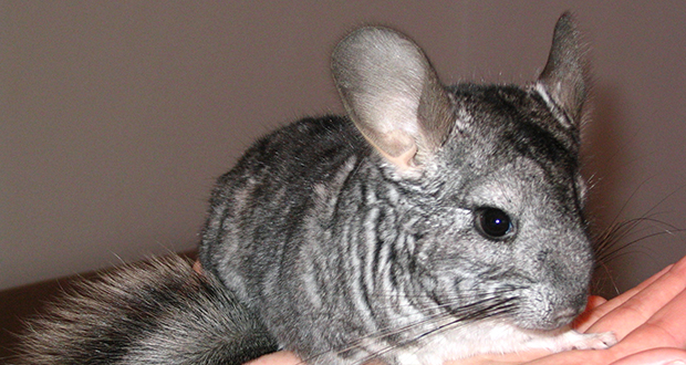 Chinchilla