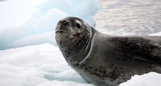 Leopard seal