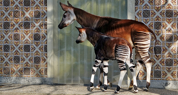 Okapi