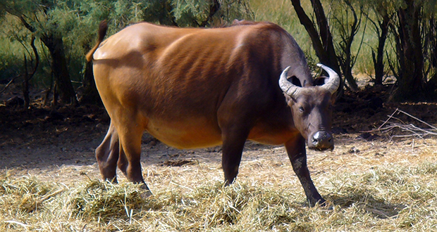 African buffalo
