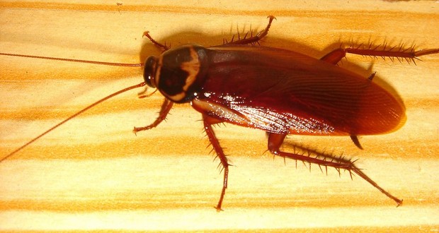Cockroaches