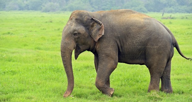 Elephant's memory
