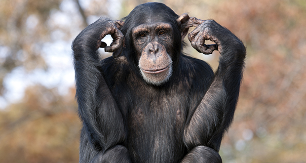 Chimpanzees