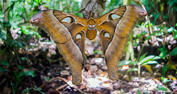 Hercules Moth