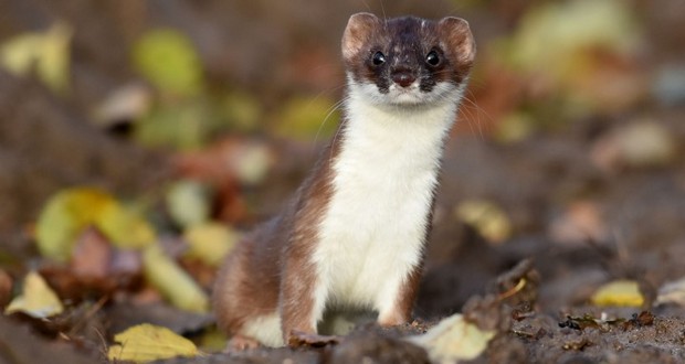 Stoats