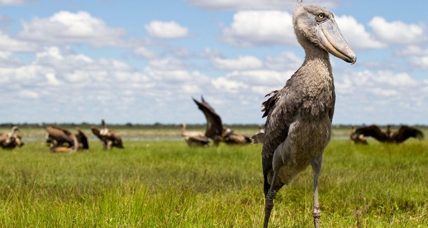 Shoebill