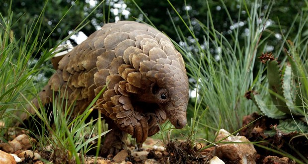 Pangolins