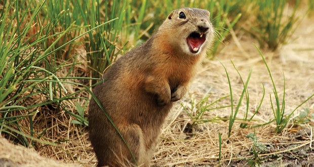 Prairie dogs
