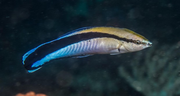 Wrasse fish