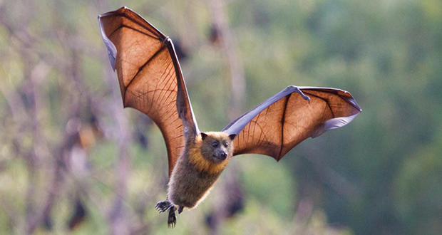 Bats
