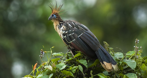 Hoatzin