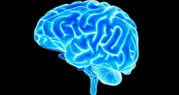 Brain