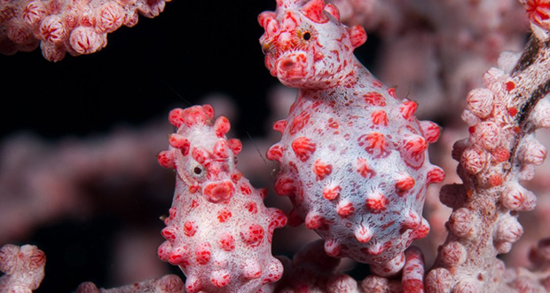 Pygmy Seahorses