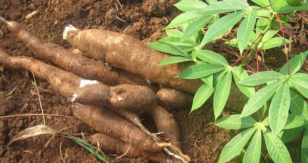 Modified cassava