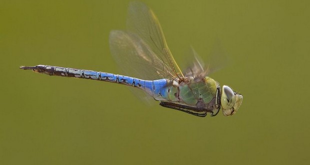 Dragonfly