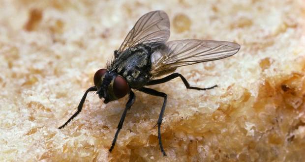Flies