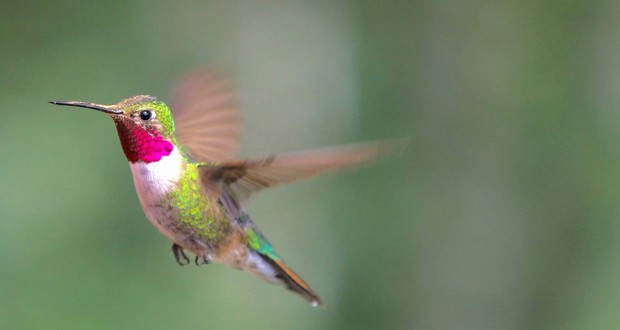 Hummingbirds