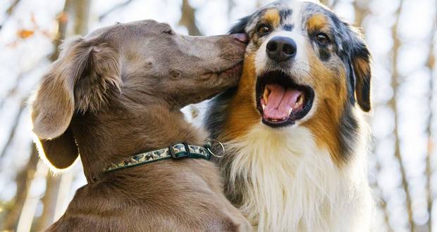 Dogs