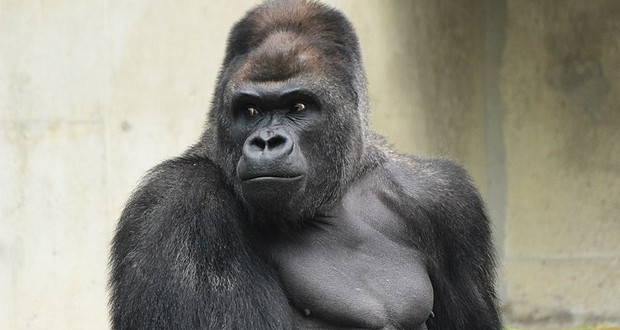 Shabani