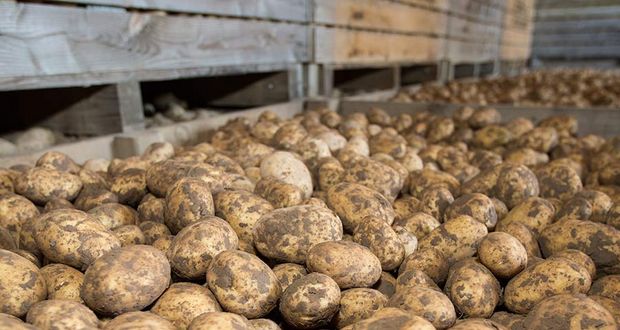 Rotting Potatoes