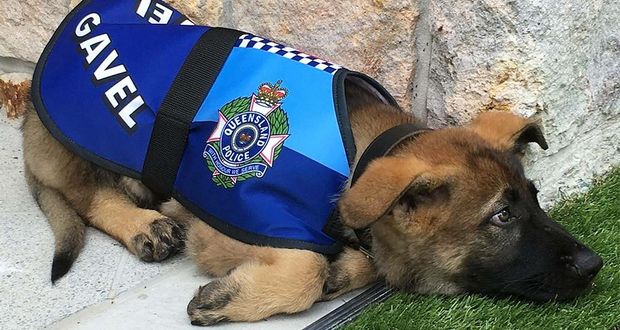 Gavel K-9